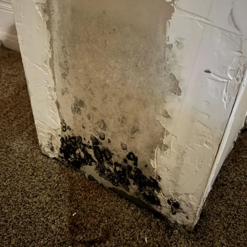 Professional Mold Removal in Shelby, OH